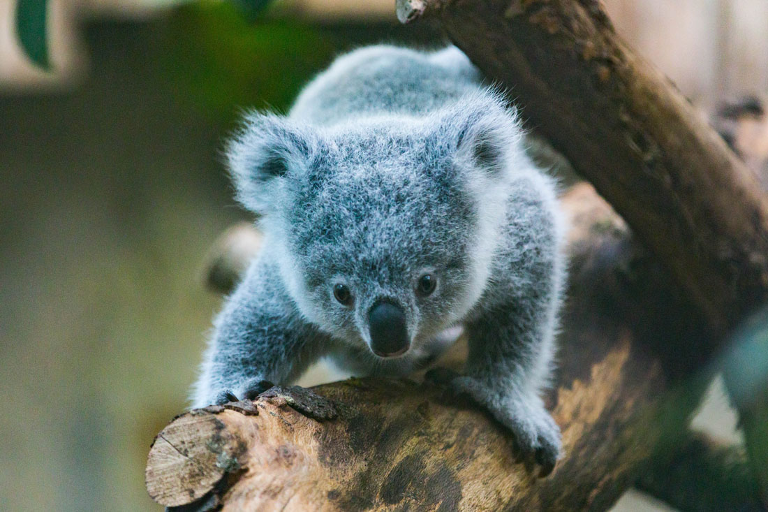 Die ersten Gehversuche eines Koalas im Zoo Duisburg