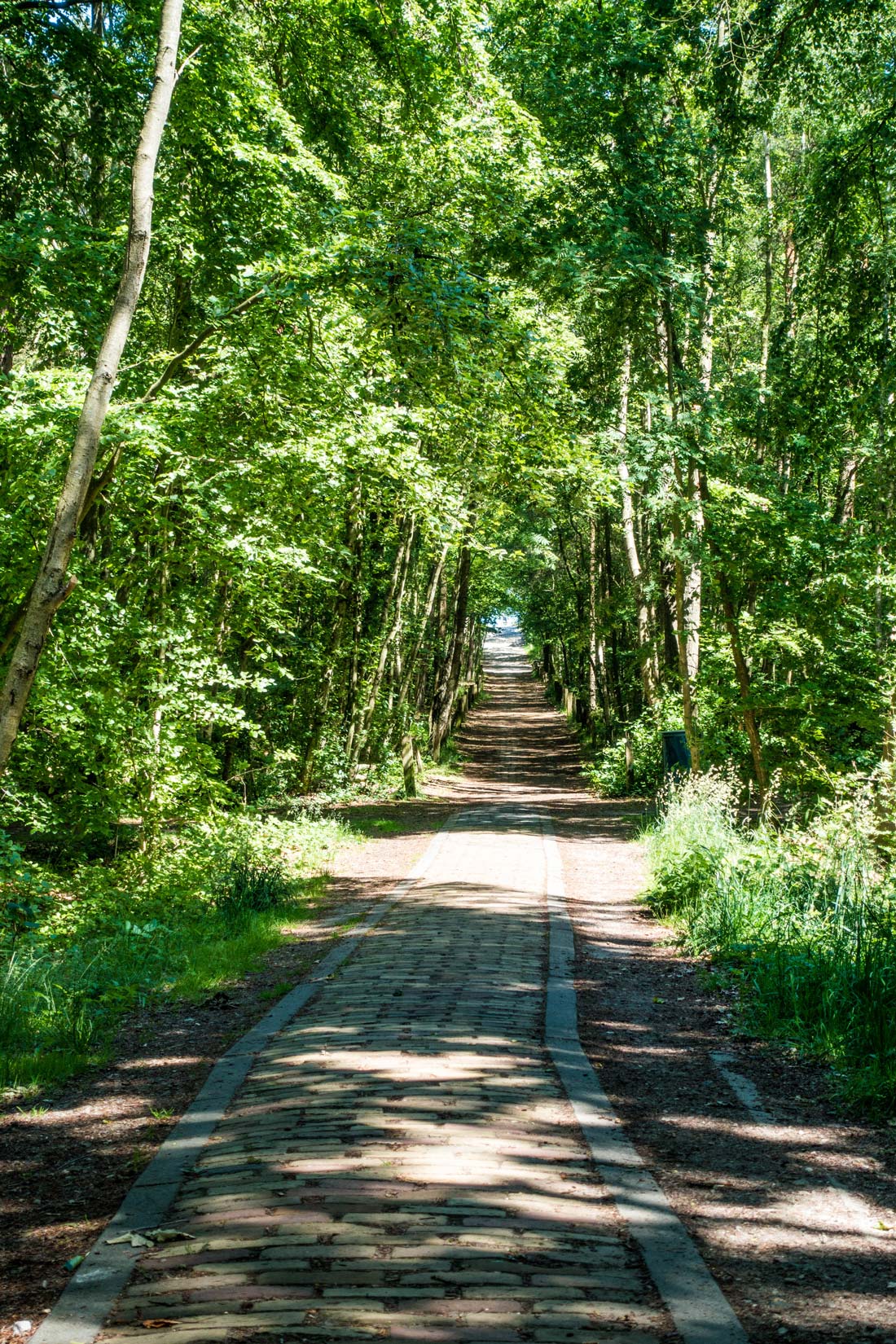Weg durch den Wald in Prerow