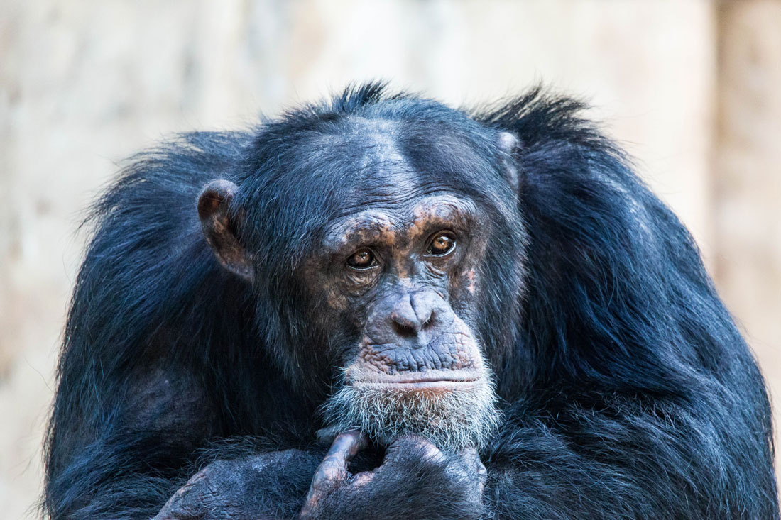 Schimpanse im Zoo Krefeld
